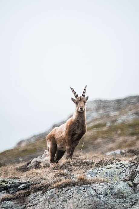 Balade Marmottes et Chamois