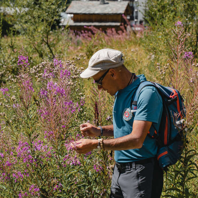 Le Chemin des herbes