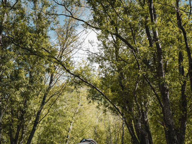 L'univers extraordinaire des arbres